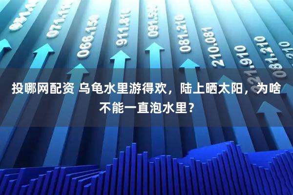 投哪网配资 乌龟水里游得欢，陆上晒太阳，为啥不能一直泡水里？